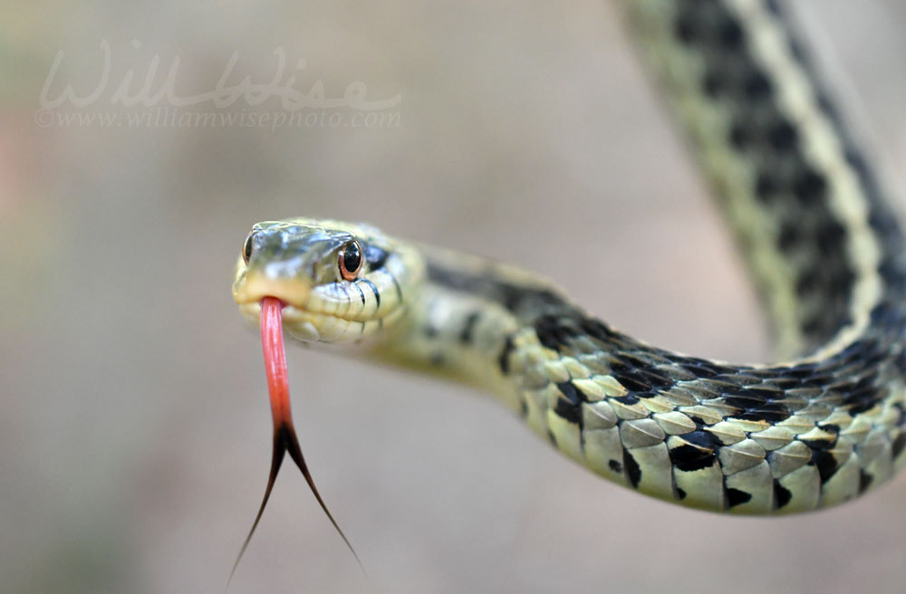 Eastern Garter Snake flicking Forked Tongue Picture