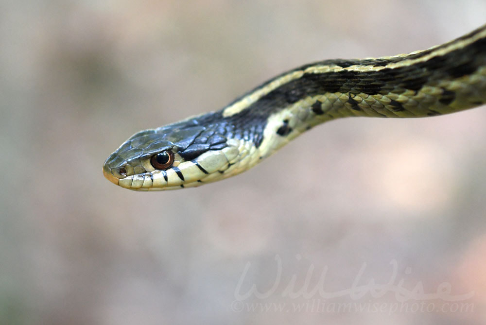 Eastern Garter Snake Picture