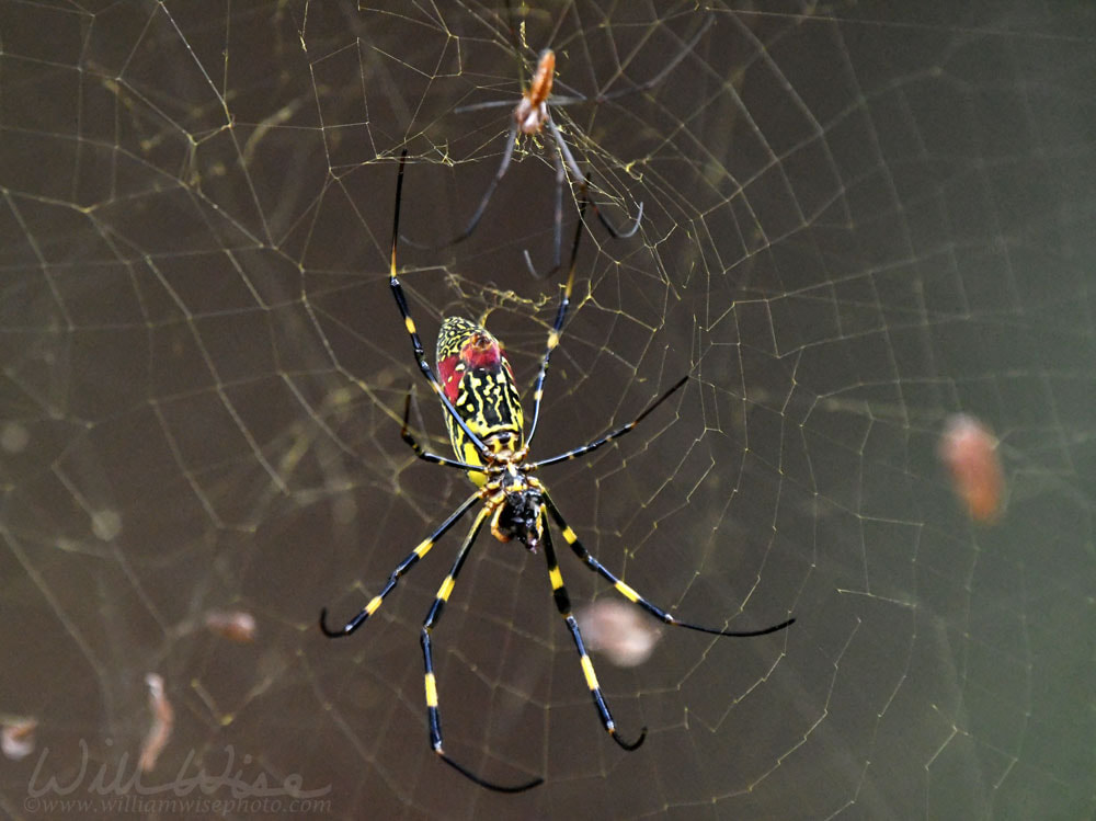 Male and female Joro Spider in a web Picture