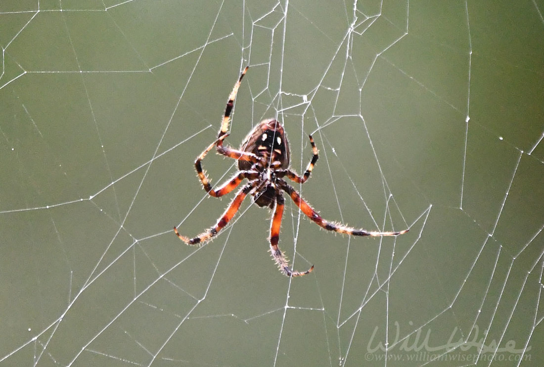 Spotted Orbweaver Spider hanging in scary Halloween web Picture