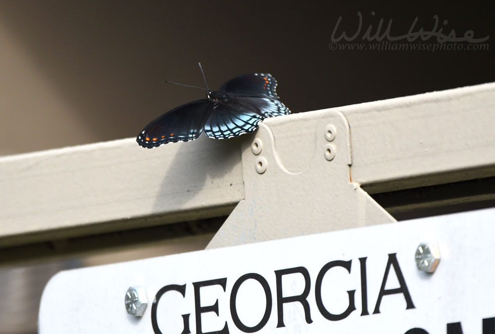 Red Spotted Purple Butterfly on a Georgia License Plate Picture