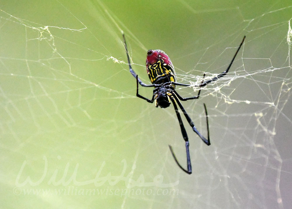 Invasive Joro Spider at Unicoi State Park Picture