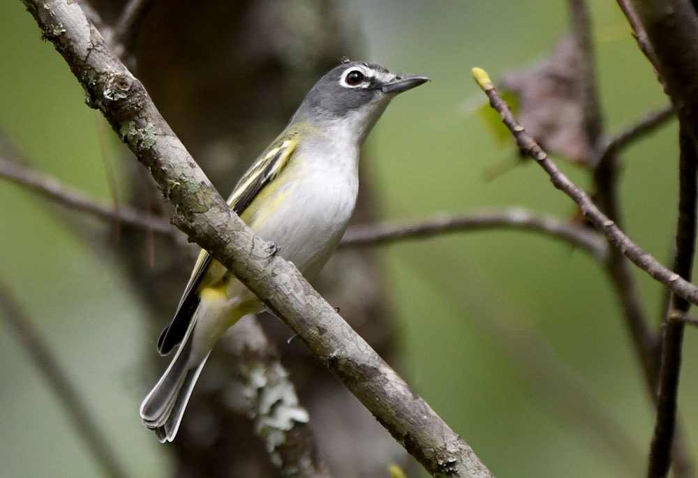 Blue Headed Vireo Picture