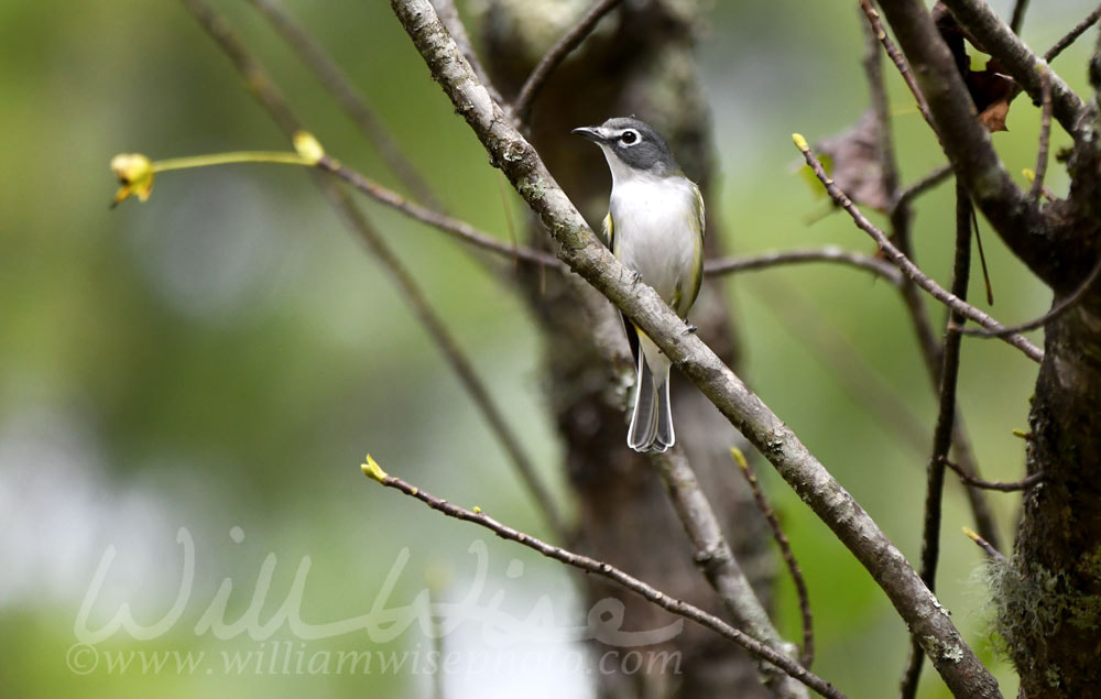 Blue headed Vireo bird perched on a branch at Unicoi State Park Picture