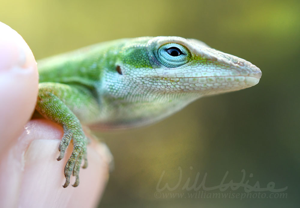 Small Green Anole Lizard held in fingers Picture