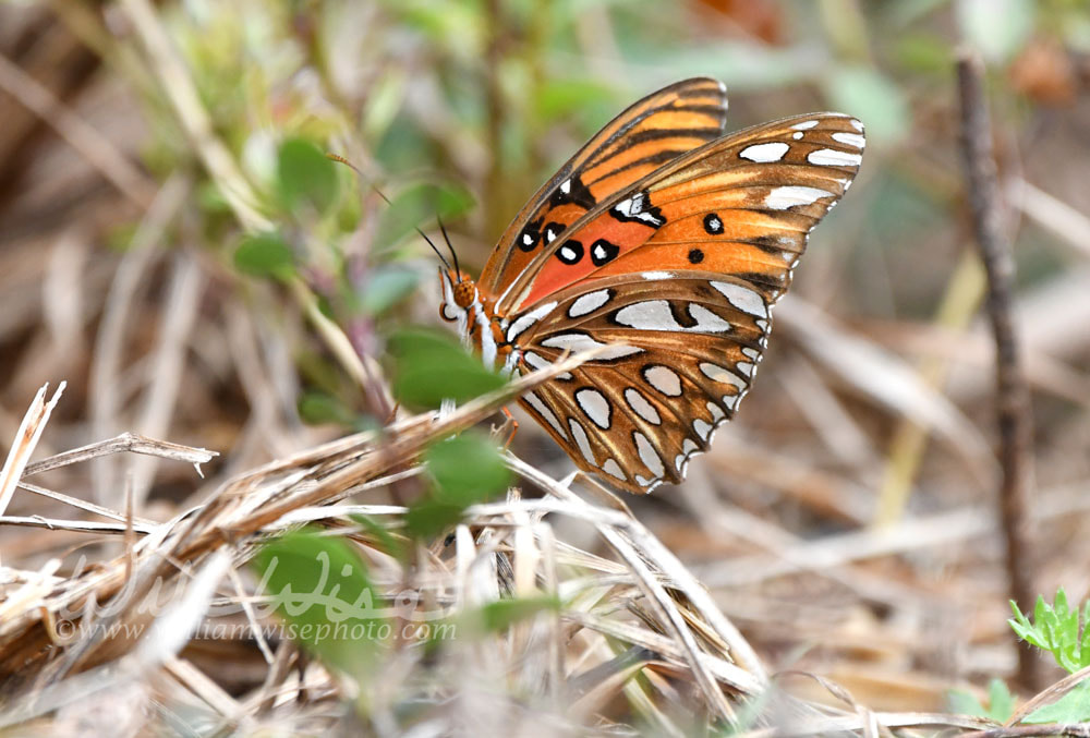 Gulf fritillary or passion butterfly Pinckney Island National Wildlife Refuge Picture