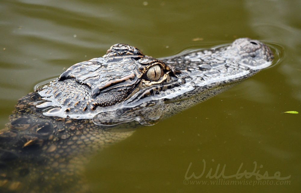 American Alligator Pinckney Island Picture