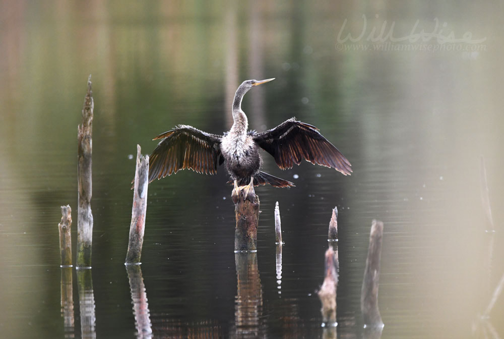 Anhinga with wings spread Picture