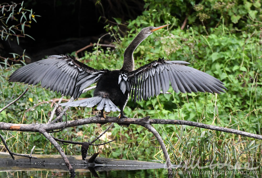Anhinga darter bird perched with wings spread at Pinckney Island National Wildlife Refuge Picture