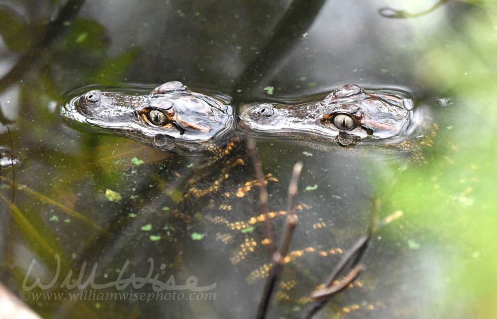 Two hatchling baby American Alligators swimming in Nini Chapin Pond  at Pinckney Island National Wildlife Refuge Picture