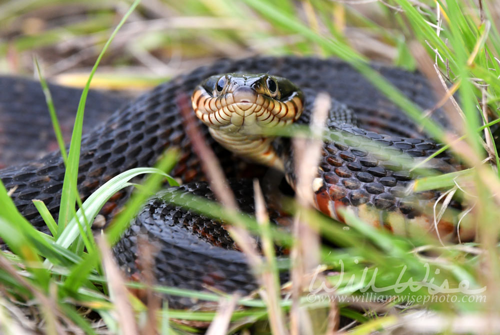 Banded Water Snake in the grass on Pinckney Island National Wildlife Refuge, South Carolina Picture
