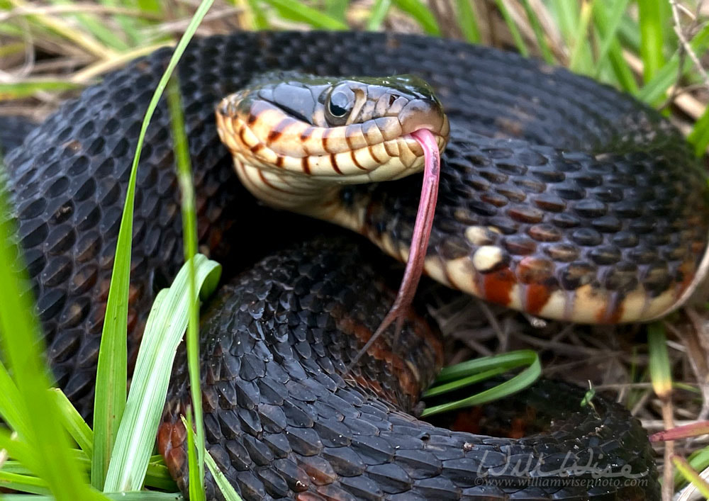 Banded Watersnake flicking tongue Picture