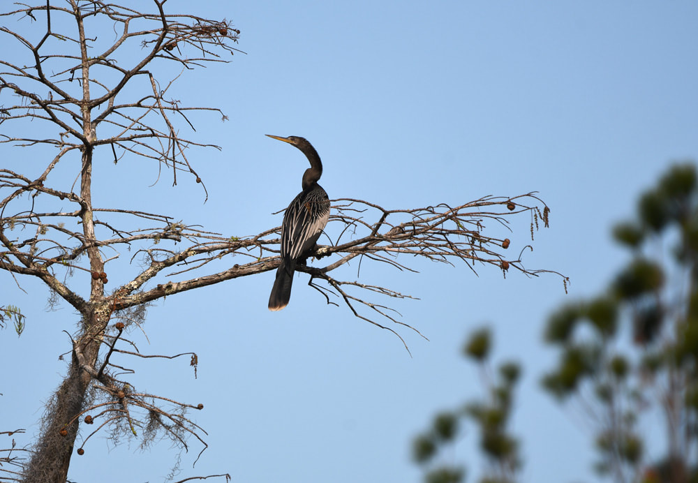Anhinga darter bird in the Okefenokee Swamp Picture