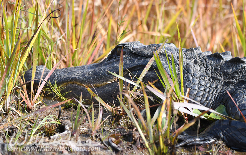 Close up photography of an American Alligator head in the Okefenokee Swamp Picture