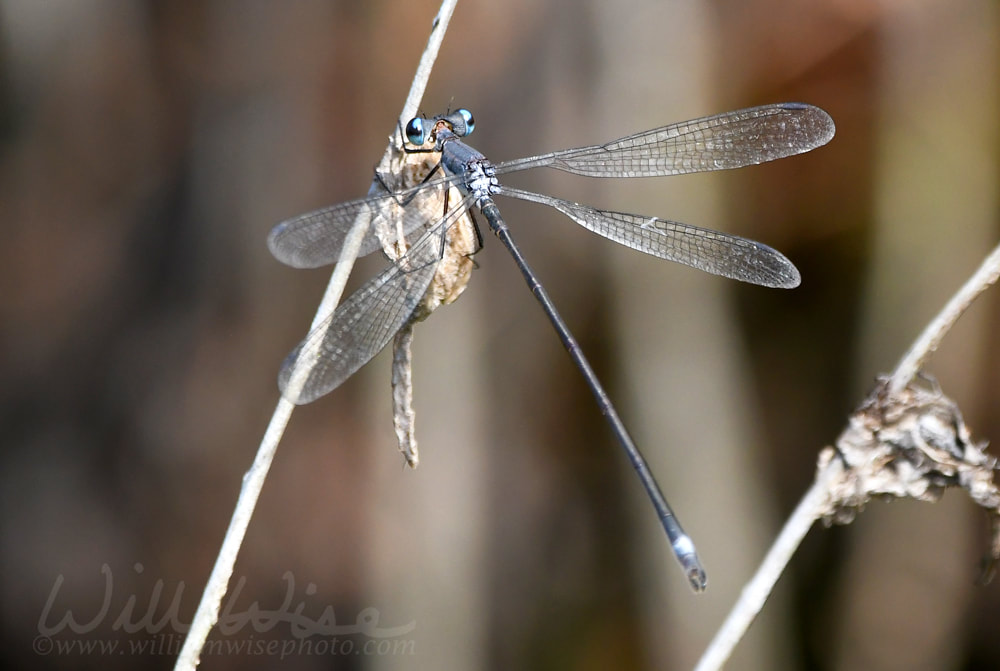 Swamp Spreadwing Damselfly in the Okefenokee Swamp Picture