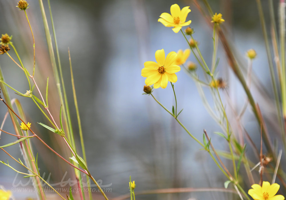 Yellow aster beggartick burr marigold wildflower in the Okefenokee Swamp Picture