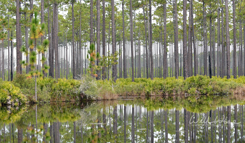 Slash Pine plantation and Saw Palmetto reflected in Pond. Okefenokee Swamp Picture