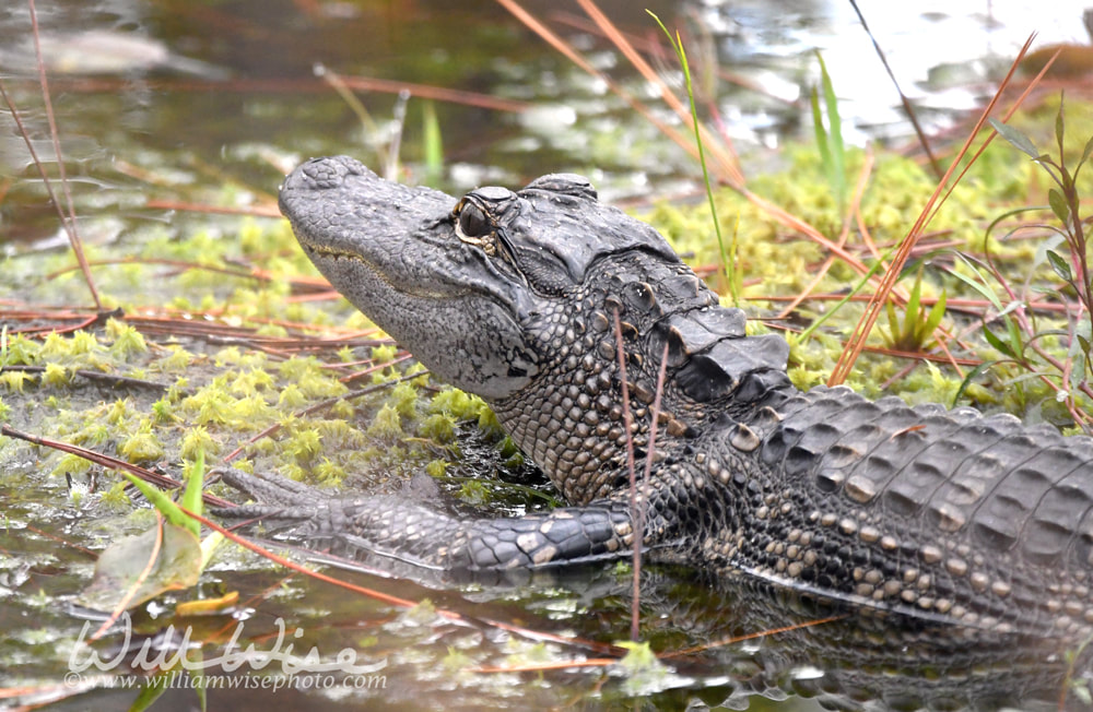Juvenile American Alligator on Swamp Island Drive in the Okefenokee Swamp, Georgia Picture