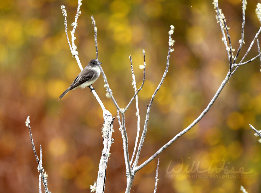 Eastern Phoebe bird perched on a branch with background of fall colors in the Okefenokee Swamp Picture