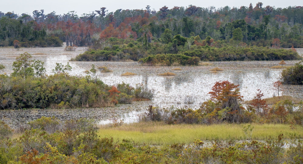 Open Water Prairie and Cypress Houses in the Okefenokee Swamp National Wildlife Refuge Picture