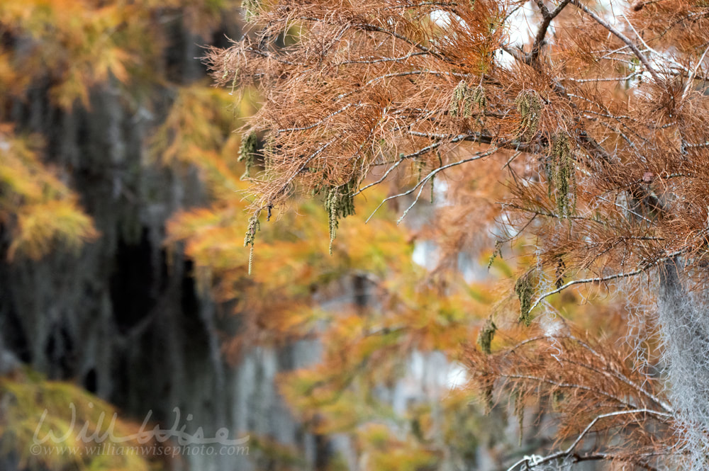 Brown Cypress trees in the Fall in the Okefenokee Swamp Picture