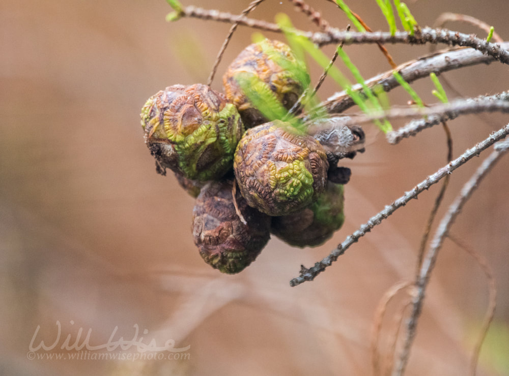 Cypress tree cones in the Okefenokee Swamp Picture