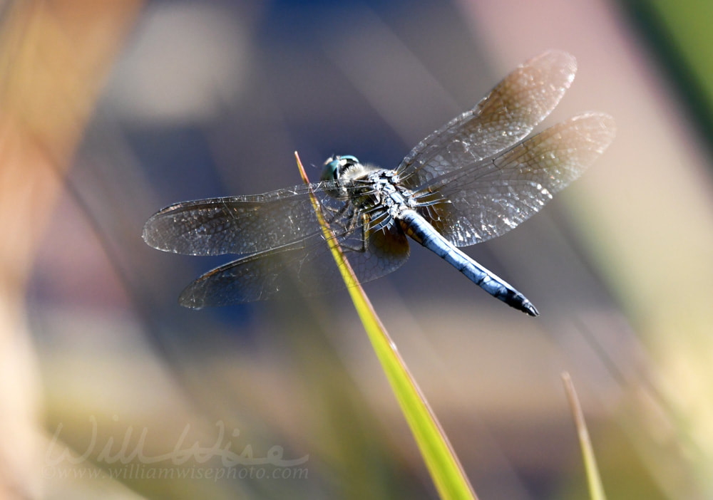 Blue Dasher Dragonfly in the Okefenokee Swamp National Wildlife Refuge, Georgia Picture