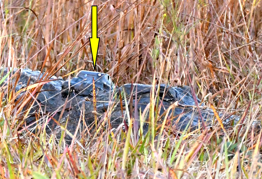 Alligator with GPS Satellite Tracker Picture