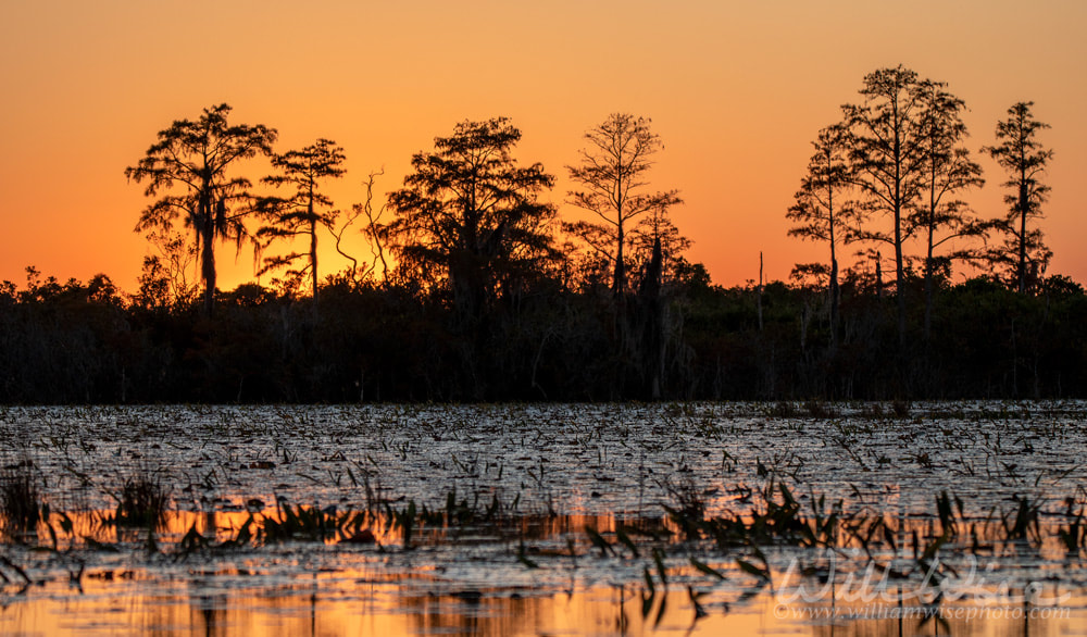 Sunset and cypress tree silhouette over Grand Prairie in the Okefenokee National Wildlife Refuge Picture