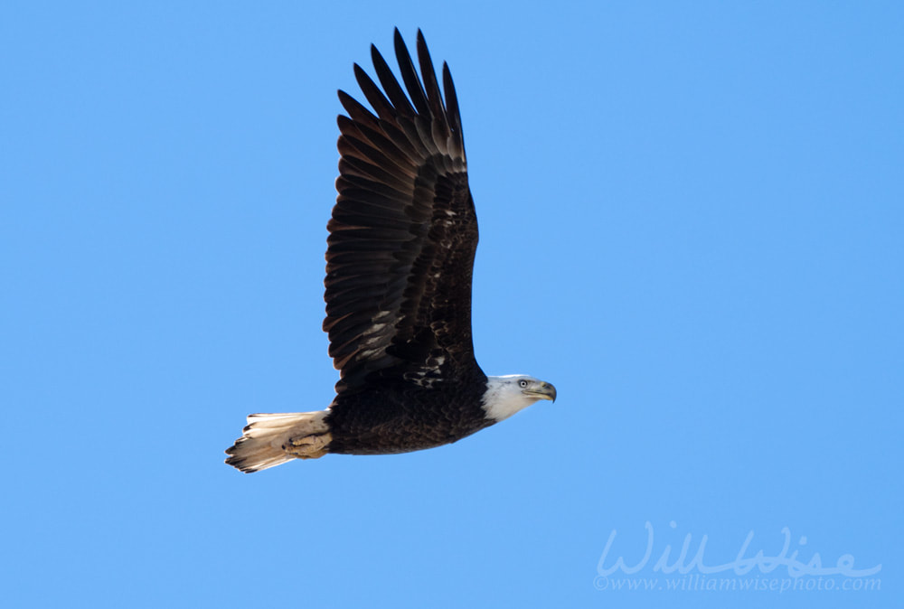 Bald Eagle flying in clear blue sky Picture