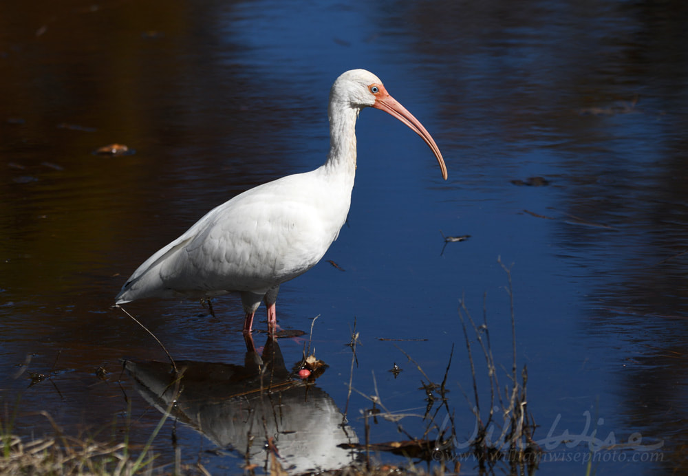 White Ibis standing in blue water in the Okefenokee Swamp, Georgia Picture