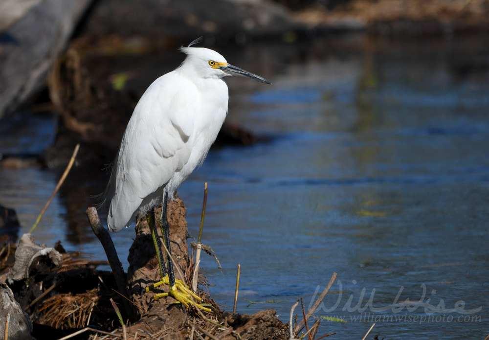 Snowy Egret in the Okefenokee Swamp, Georgia Picture