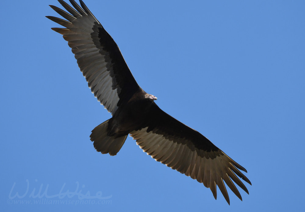 Turkey Vulture soaring in blue sky in the Okefenokee Swamp Wildlife Refuge Picture