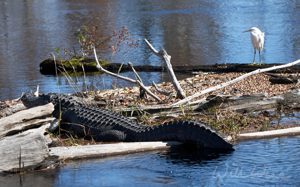 Snowy Egret and a large American Alligator basking on driftwood in the Okefenokee Swamp, Georgia Picture
