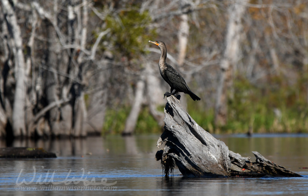 Double Crested Cormorant bird perched on cypress driftwood in the Okefenokee Swamp, Georgia Picture