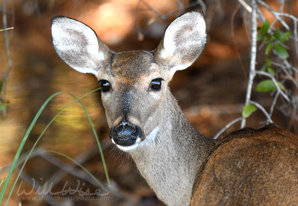 White-tailed Deer doe in the fall foliage in the Okefenokee Swamp Wildlife Refuge Picture
