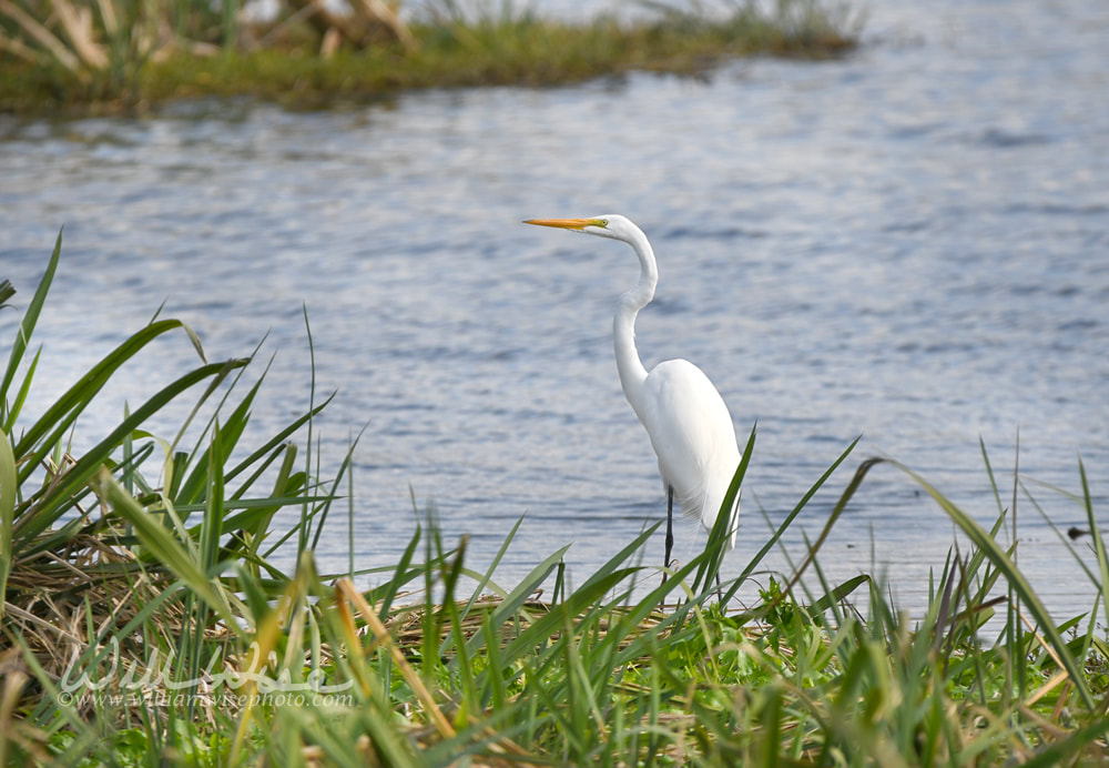 Great Egret in wetland cell marsh at Phinizy Swamp Nature Park, Georgia USA Picture