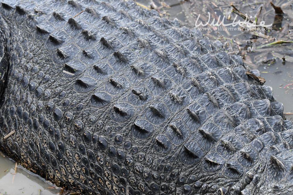 Close up of large American Alligator epidermal scutes or scales called osteoderms Picture