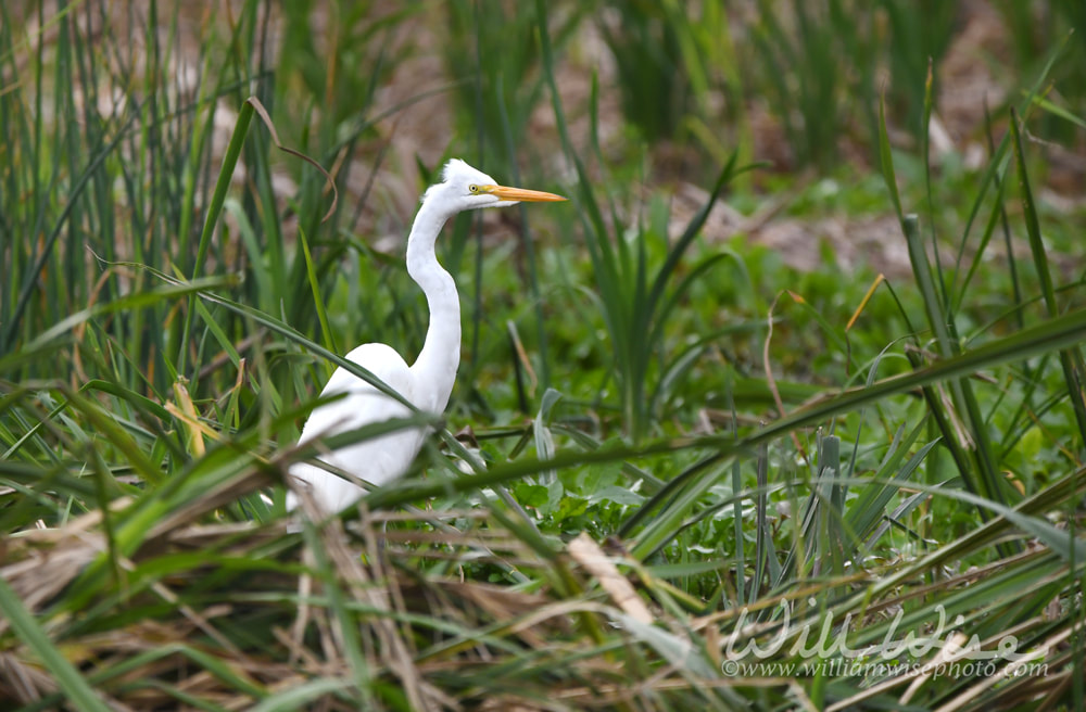 Great Egret in wetland cell marsh at Phinizy Swamp Nature Park, Georgia USA Picture