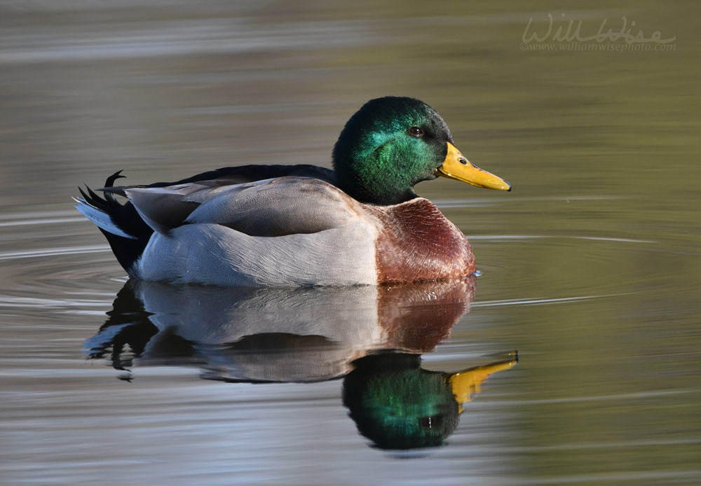 Male Mallard duck drake reflection on a Georgia Pond Picture