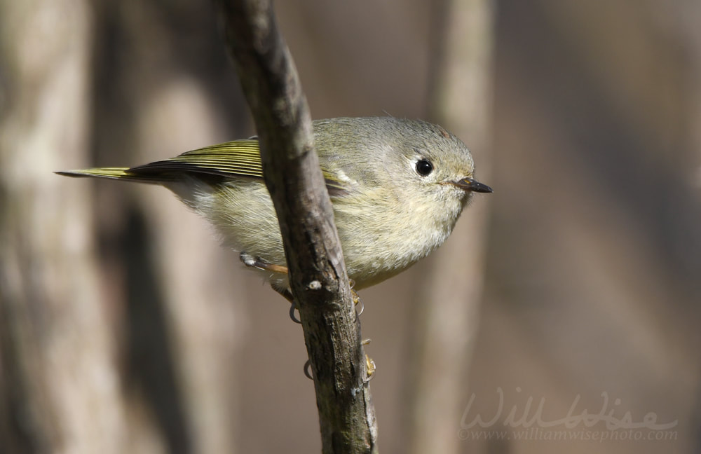 Ruby Crowned Kinglet Picture
