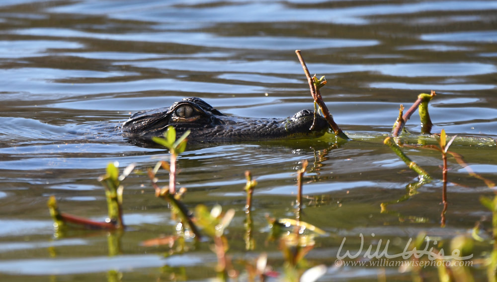 Juvenile American Alligator swimming at Greenfield Lake Park, Wilmington, North Carolina Picture