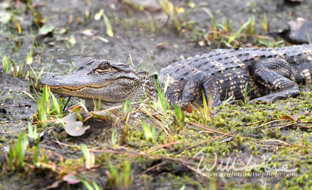 Juvenile American Alligator along Okefenokee Swamp Island Drive, Georgia Picture
