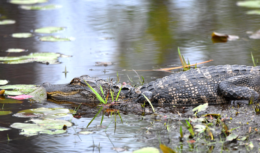 Juvenile Alligator on Swamp Island Drive Picture