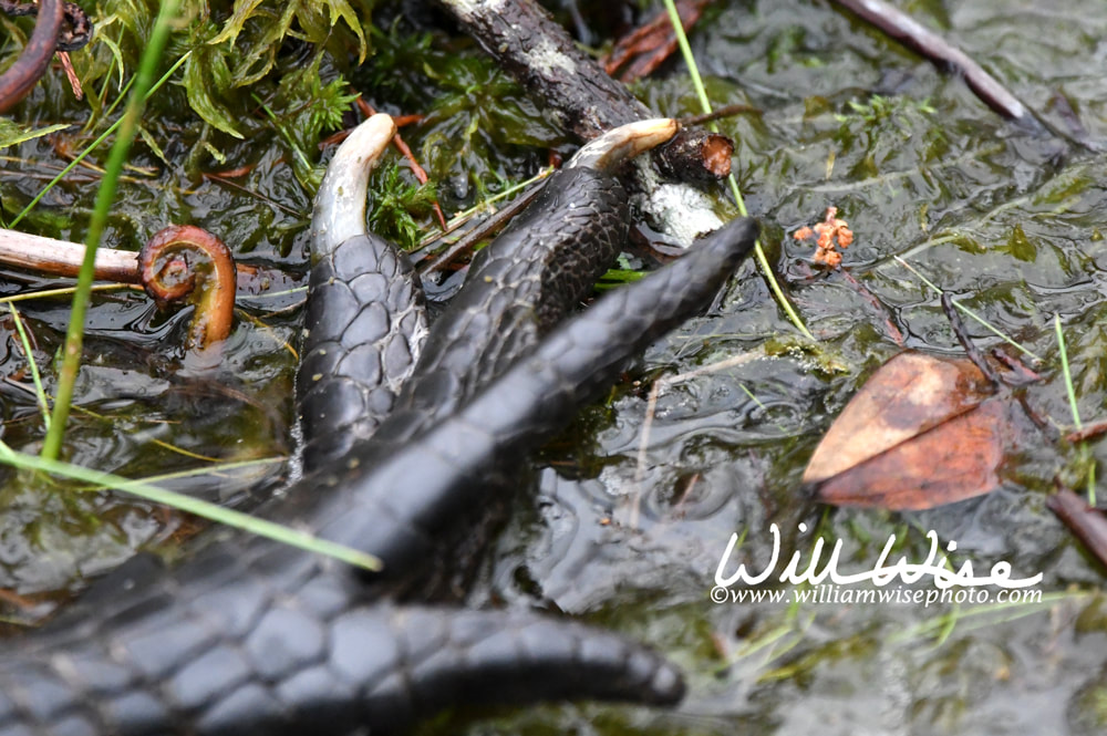 Alligator foot, scales and claws Picture