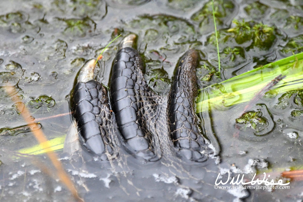 American Alligator foot, scales and claws in the Okefenokee Swamp Picture
