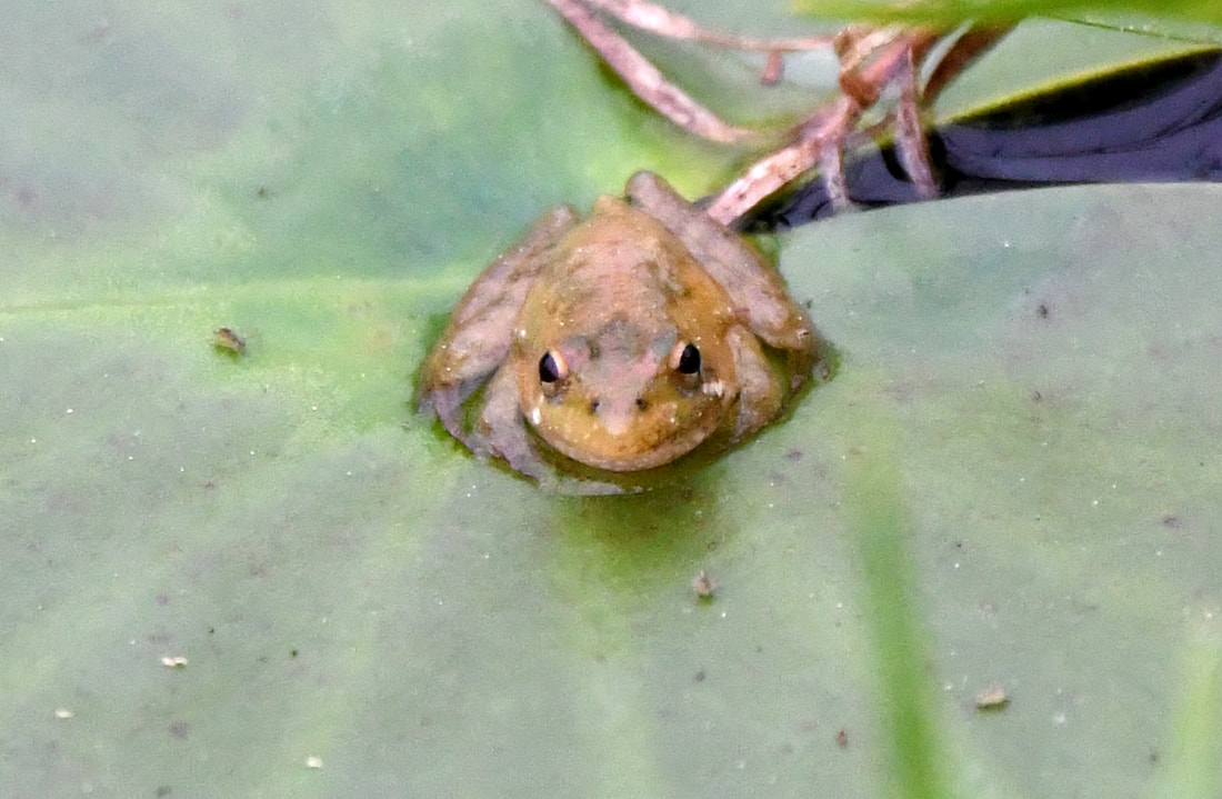 Southern Cricket Frog Picture