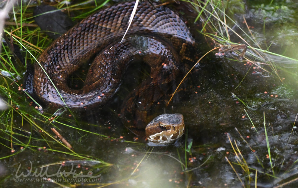 Cottonmouth Water Moccasin Viper coiled in the water in the Okefenokee Swamp, Georgia USA Picture