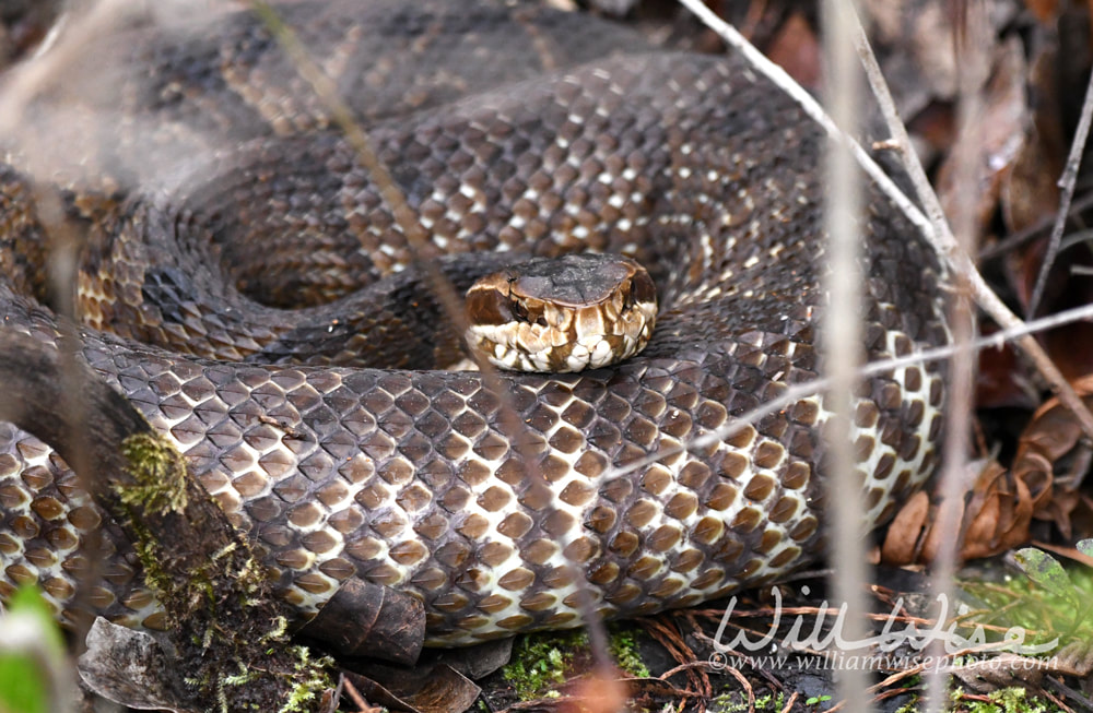 Large Cottonmouth Water Moccasin Viper coiled in the water in the Okefenokee Swamp, Georgia USA Picture