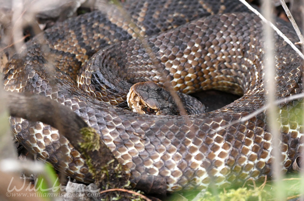 Coiled Cottonmouth Viper Picture